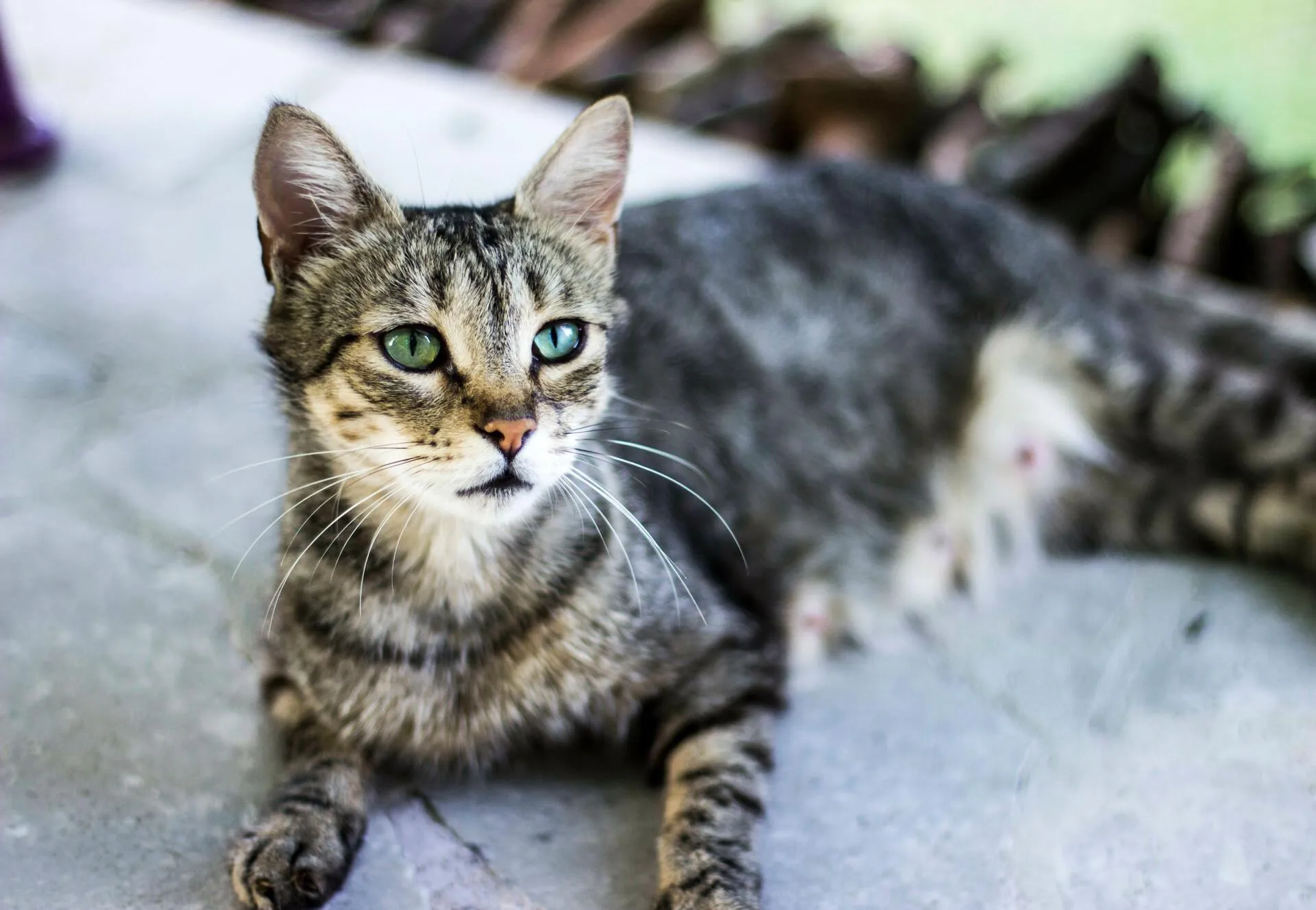 Cat daycare in Delhi NCR Delhi NCR