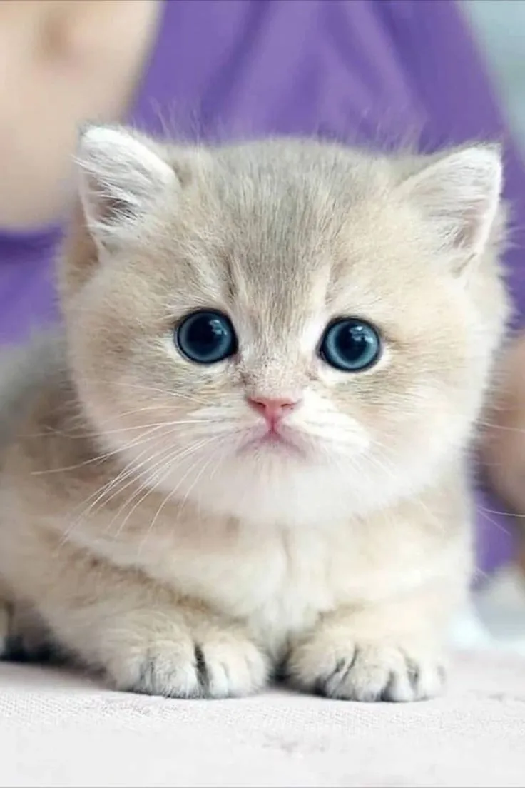 Cat daycare in Delhi NCR Delhi NCR